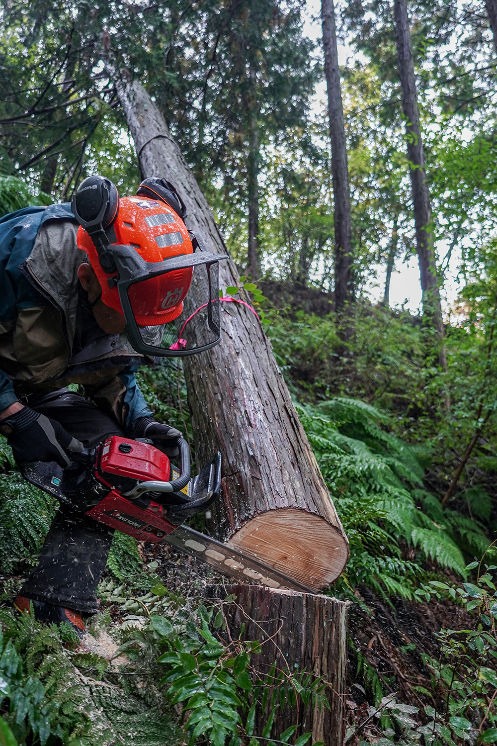 大黒柱伐採ツアー2025